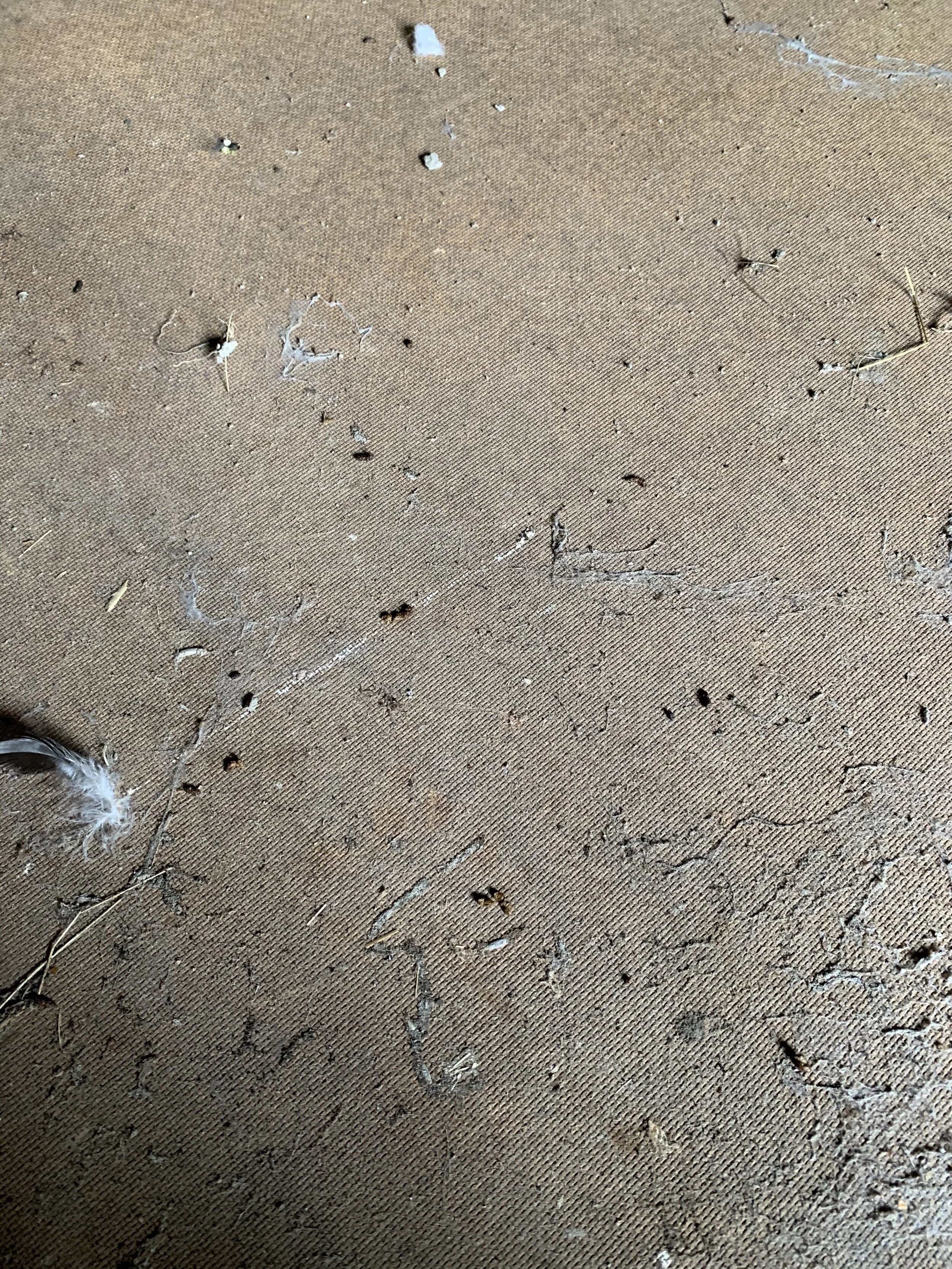 Barbastelle dropping within a barn in Shropshire