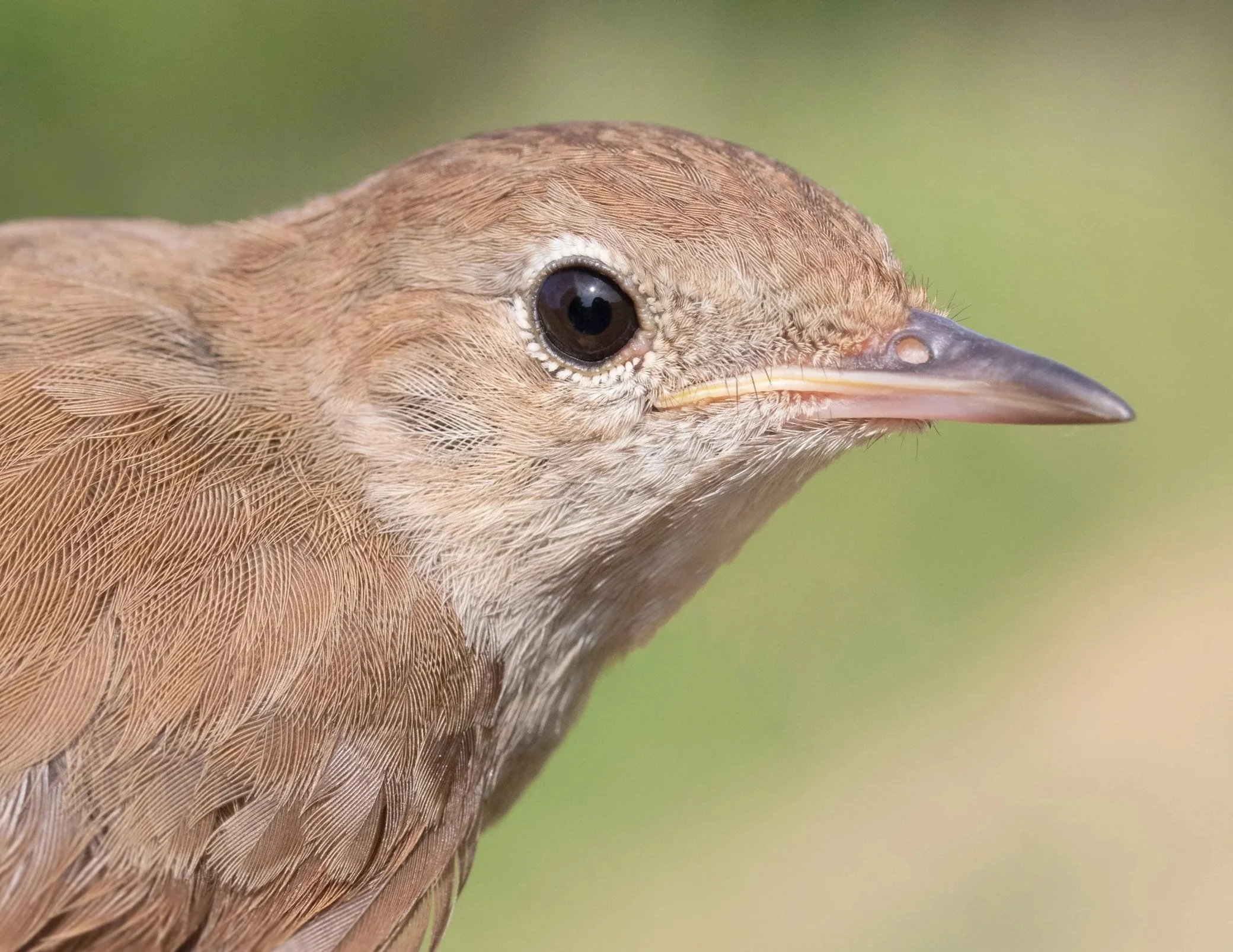 Acoustic monitoring as a tool for ornithological assessment