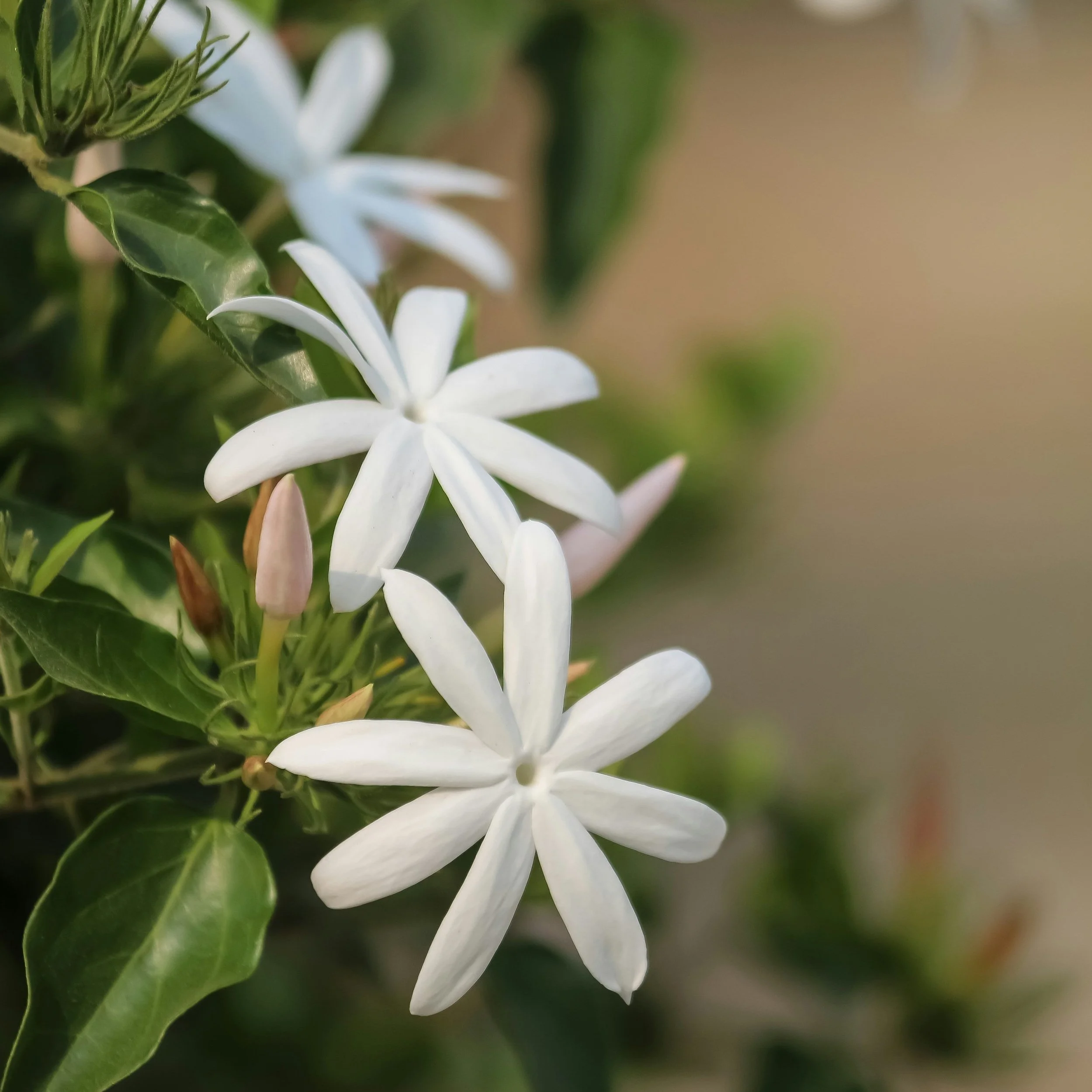 Jasmine