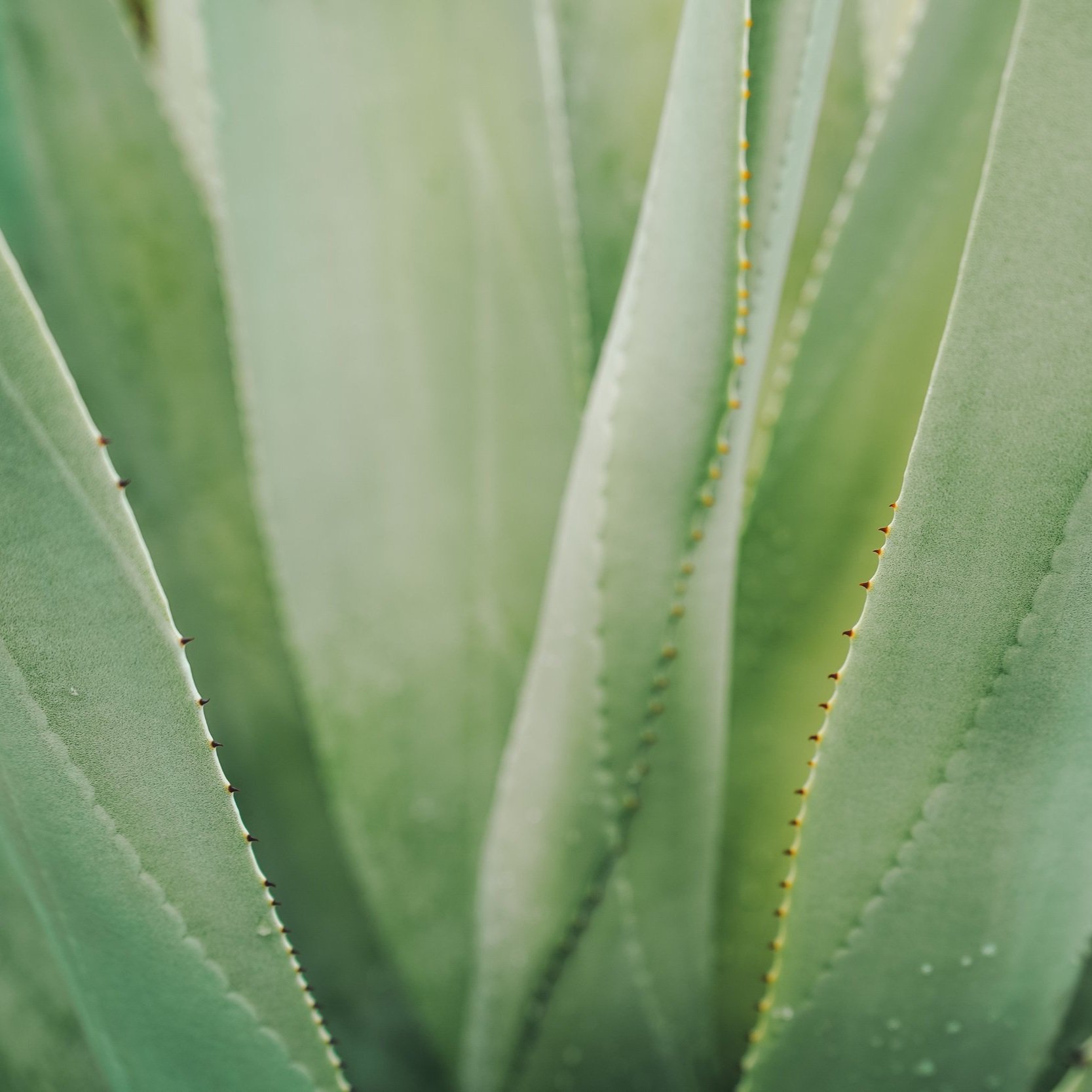 Organic aloe vera