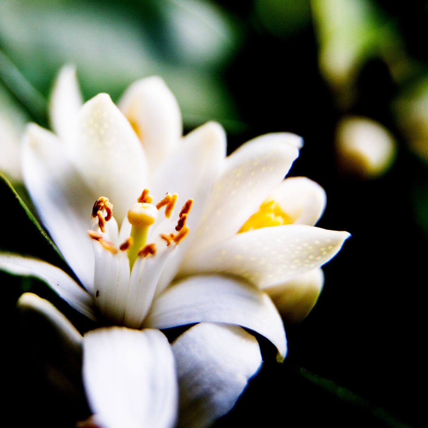 Neroli