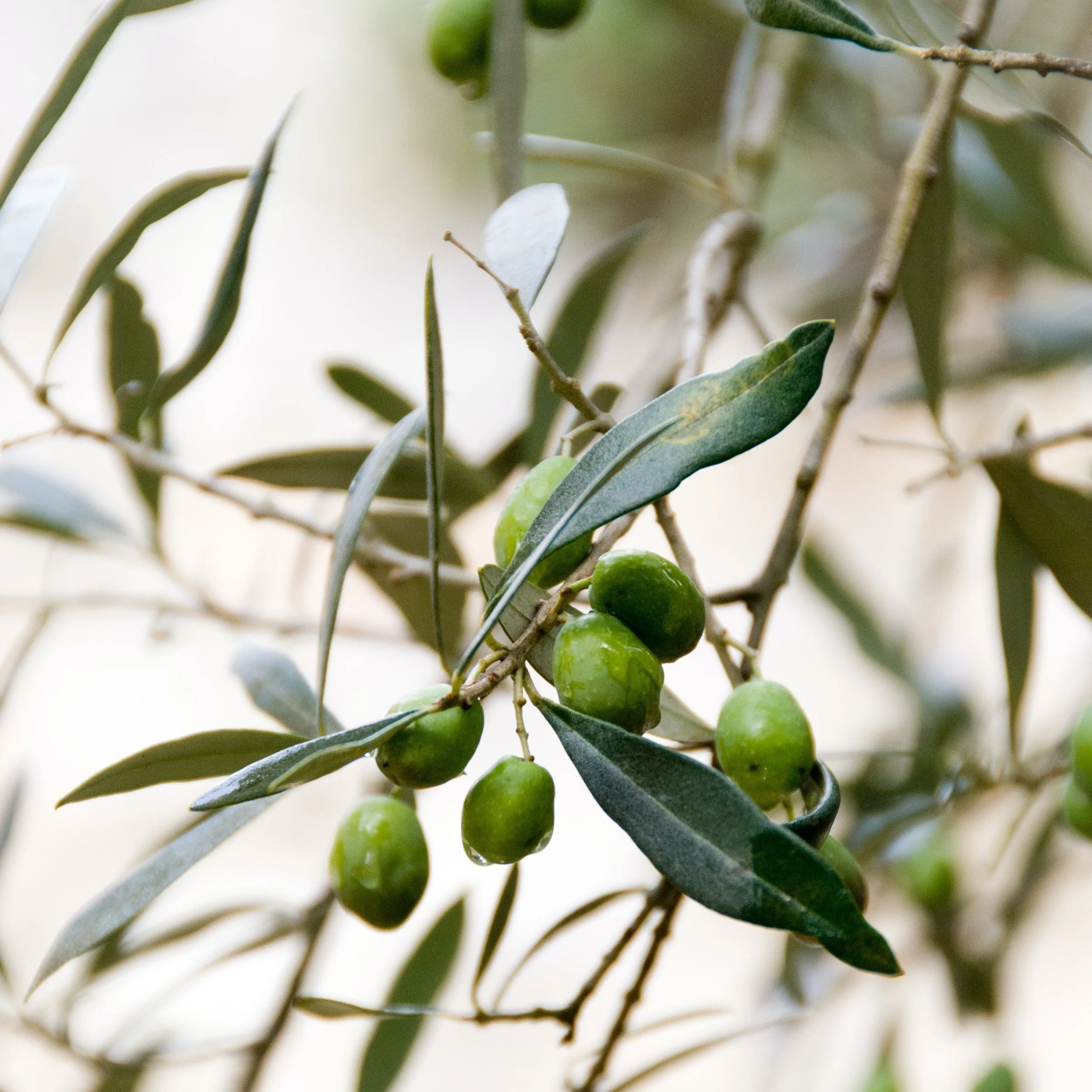 Organic olive leaves