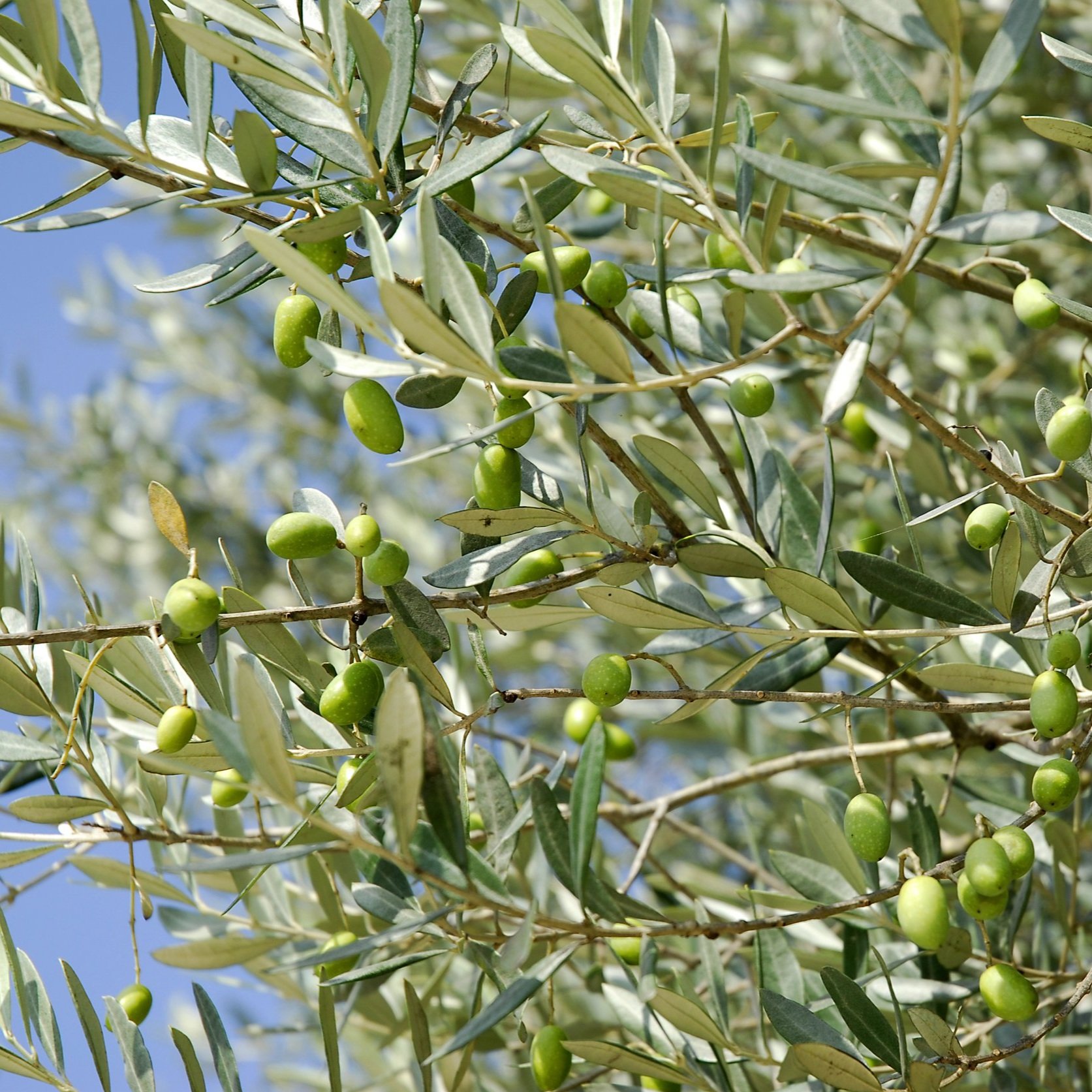 Organic olive