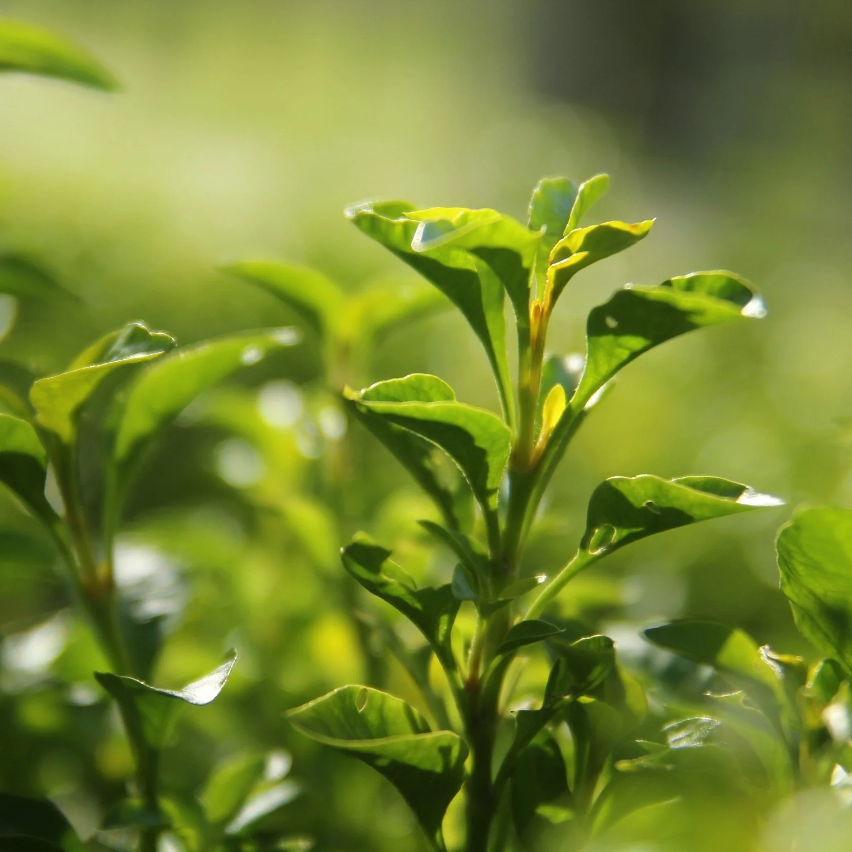 Green tea
