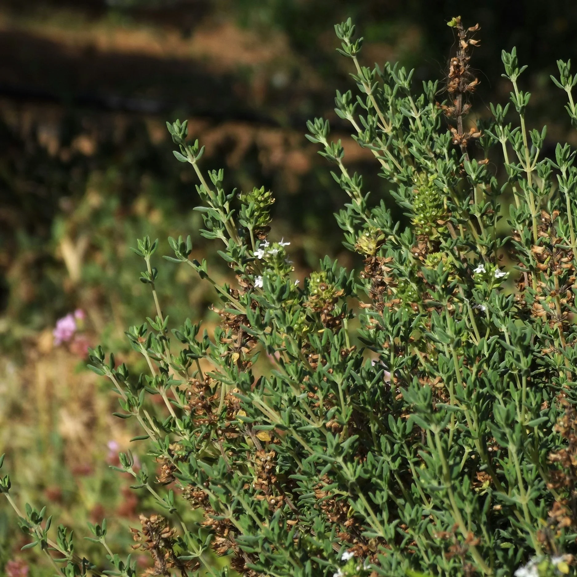 Organic thyme