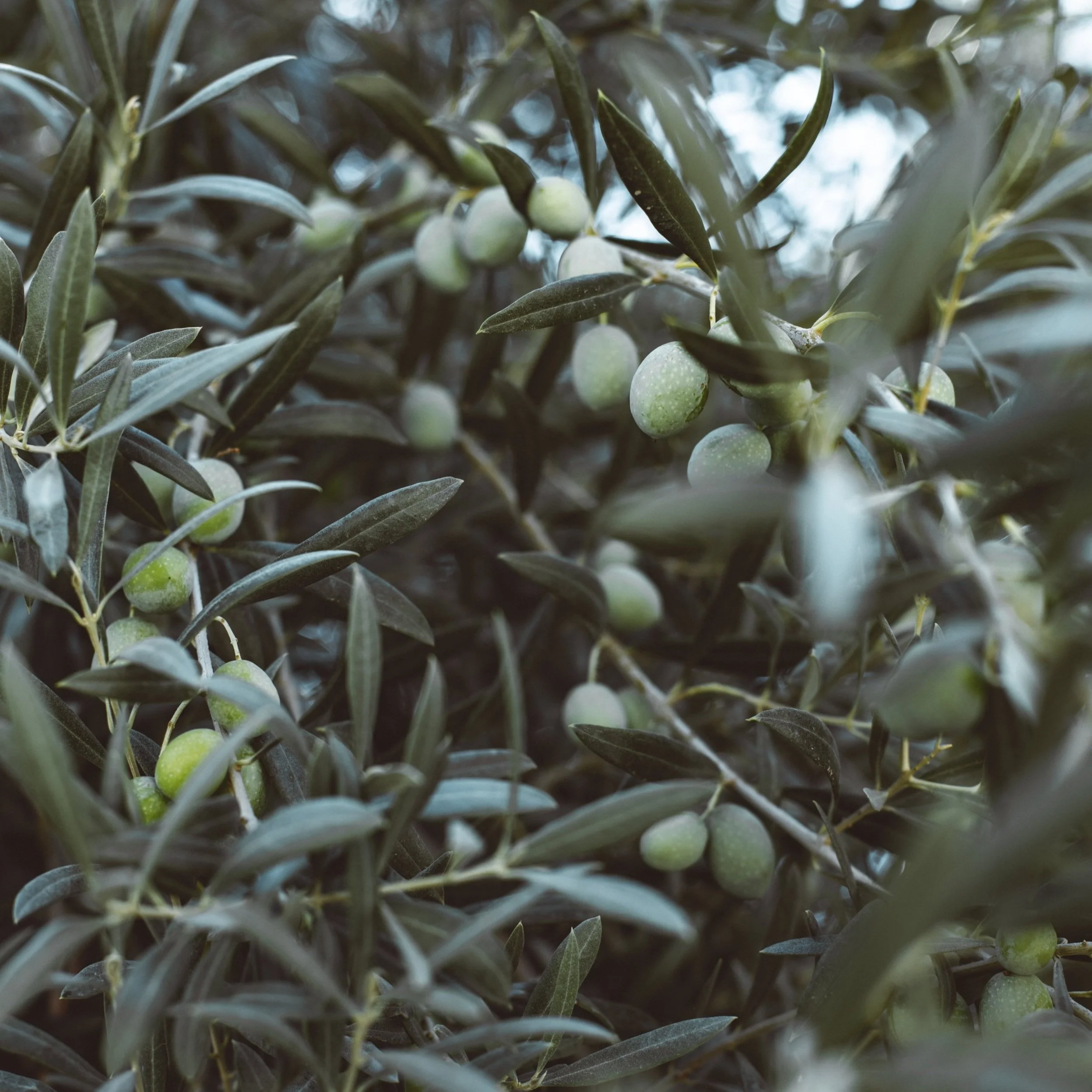 Organic olive leaves