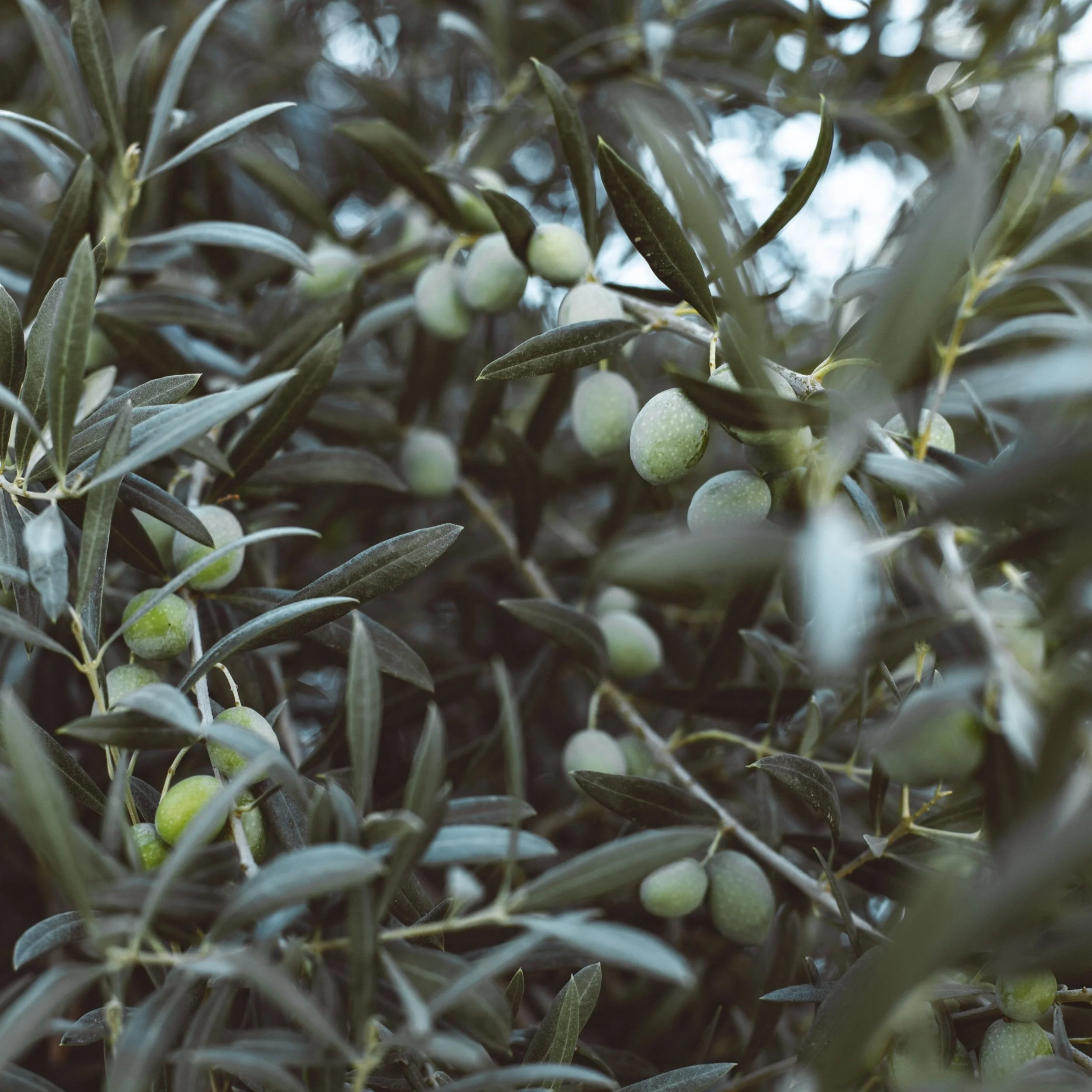 Organic olive leaf