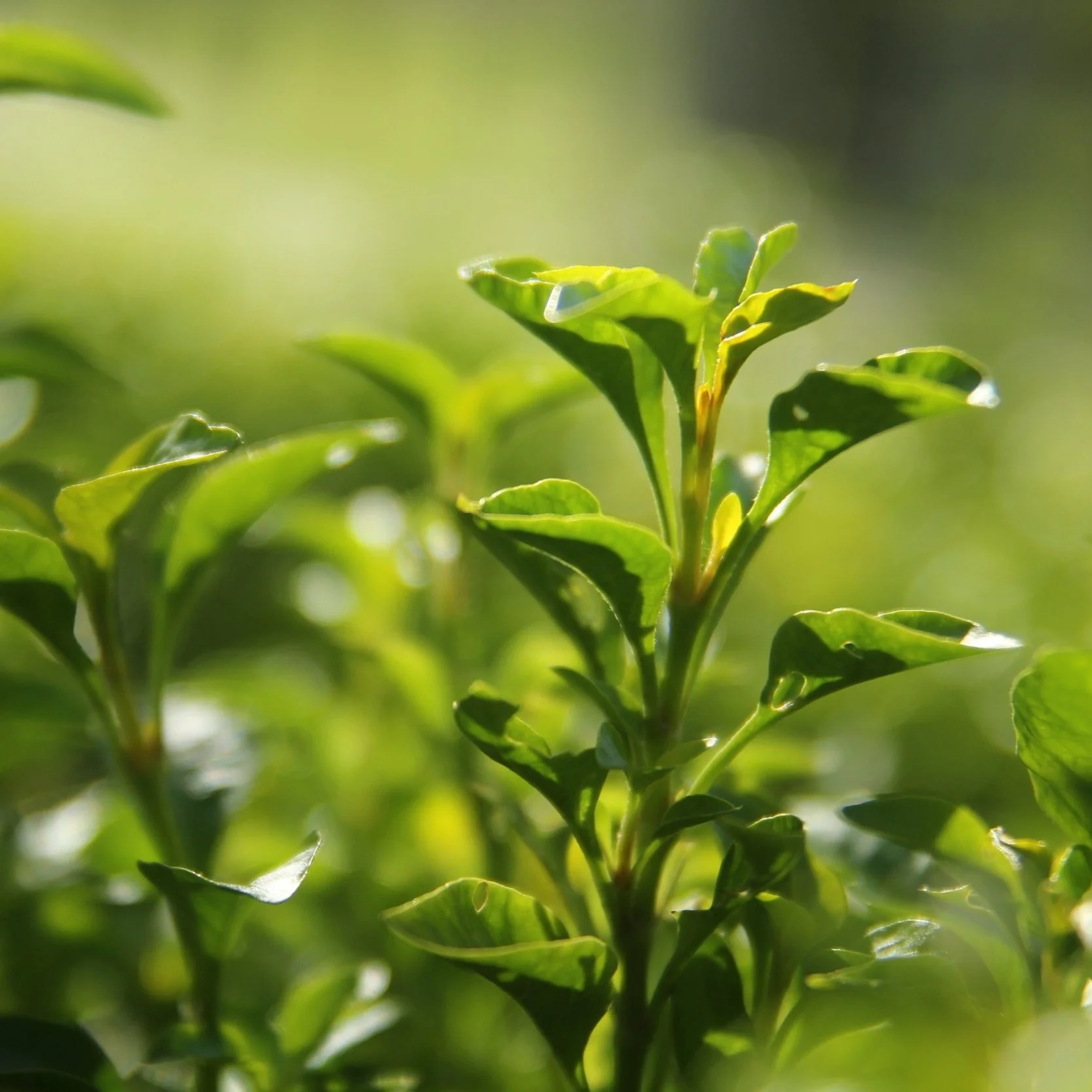 Green tea