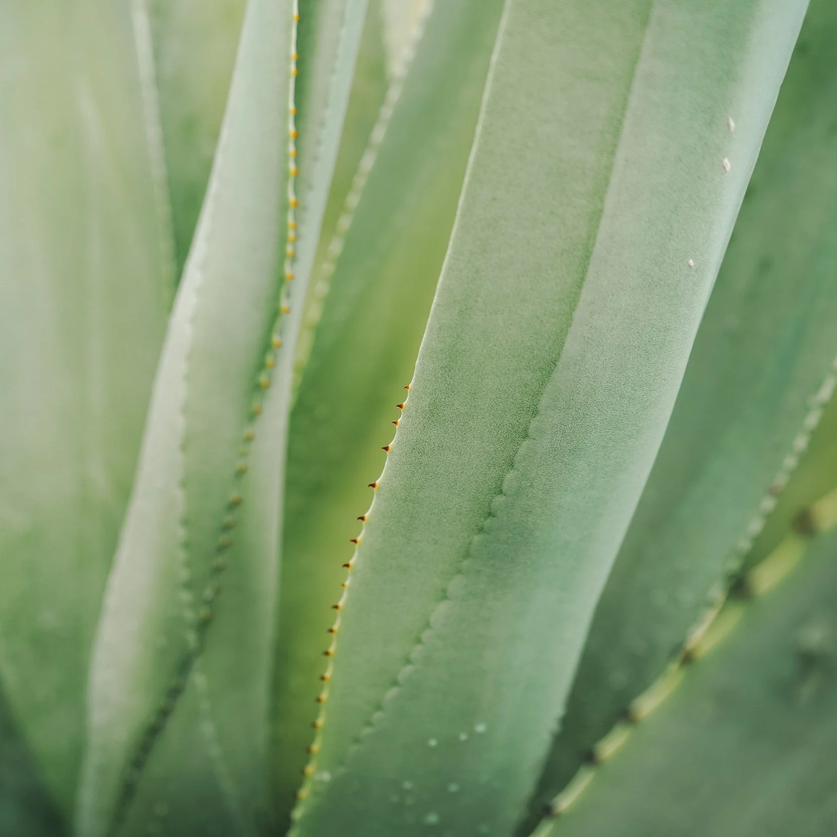 Organic aloe vera