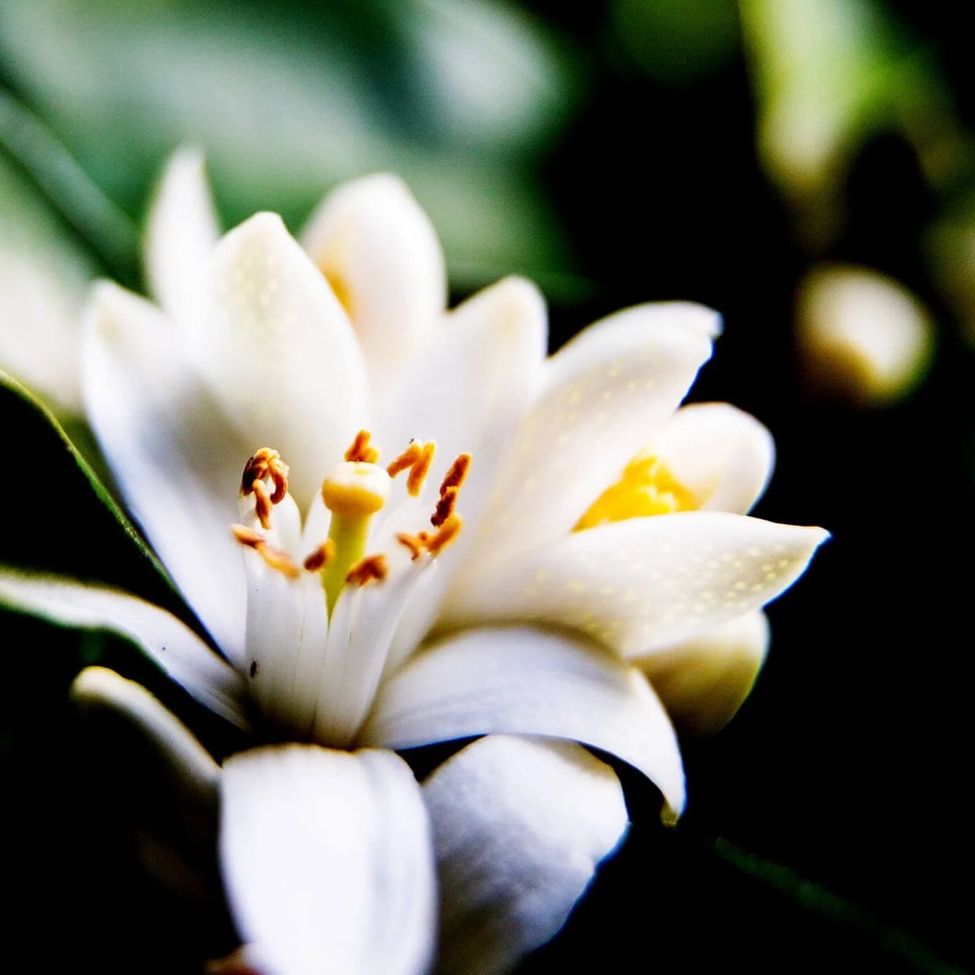 Neroli essential oil