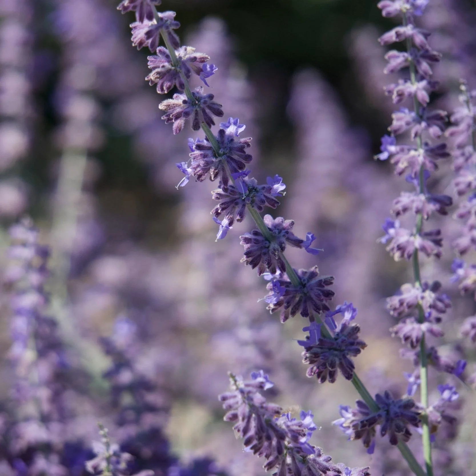 Organic lavender