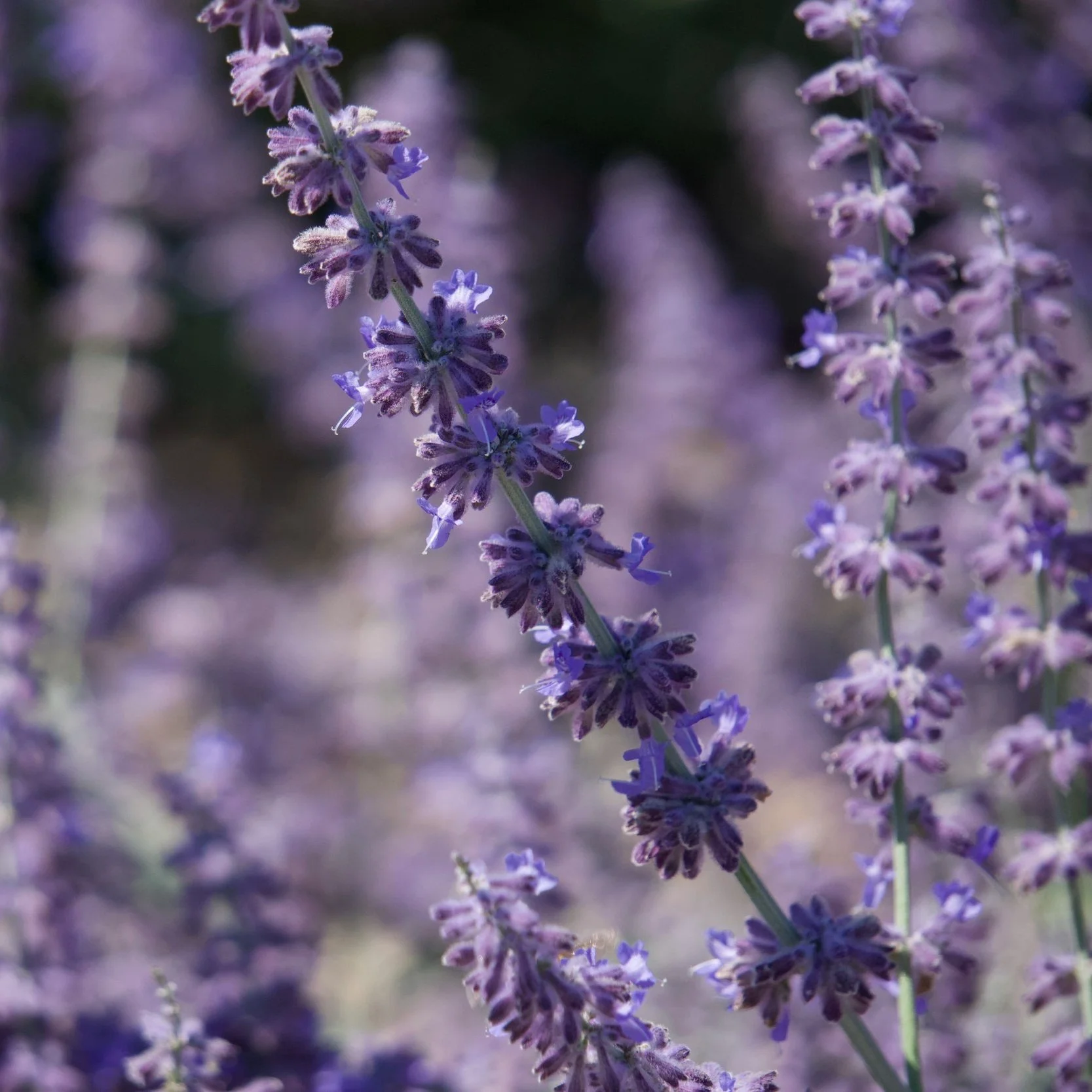 Organic lavender