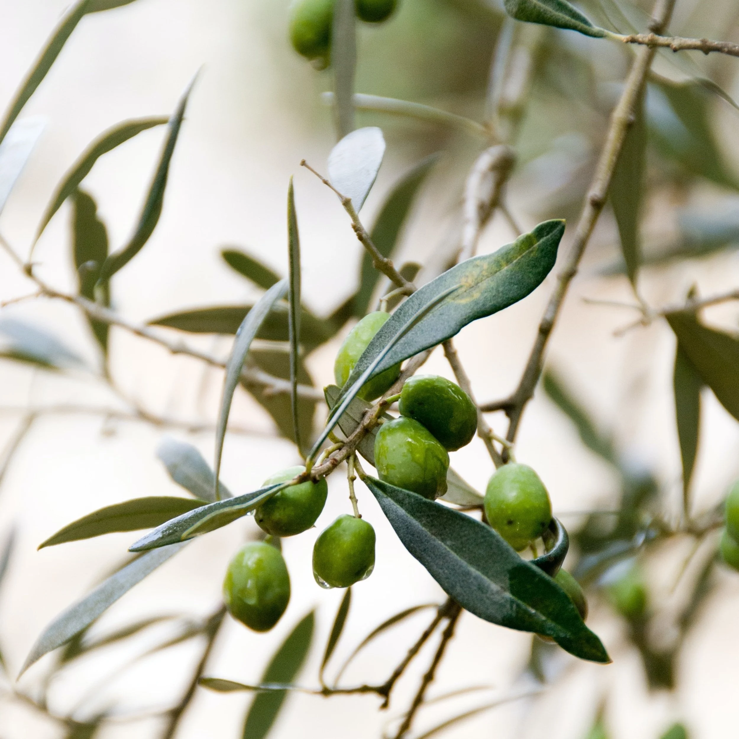 Olive leaves