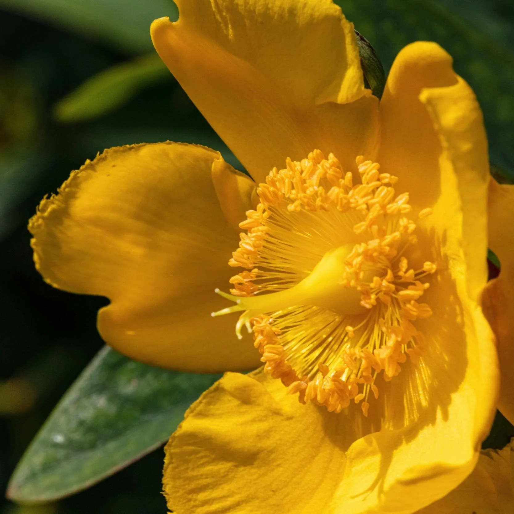 Organic St. John's wort flower