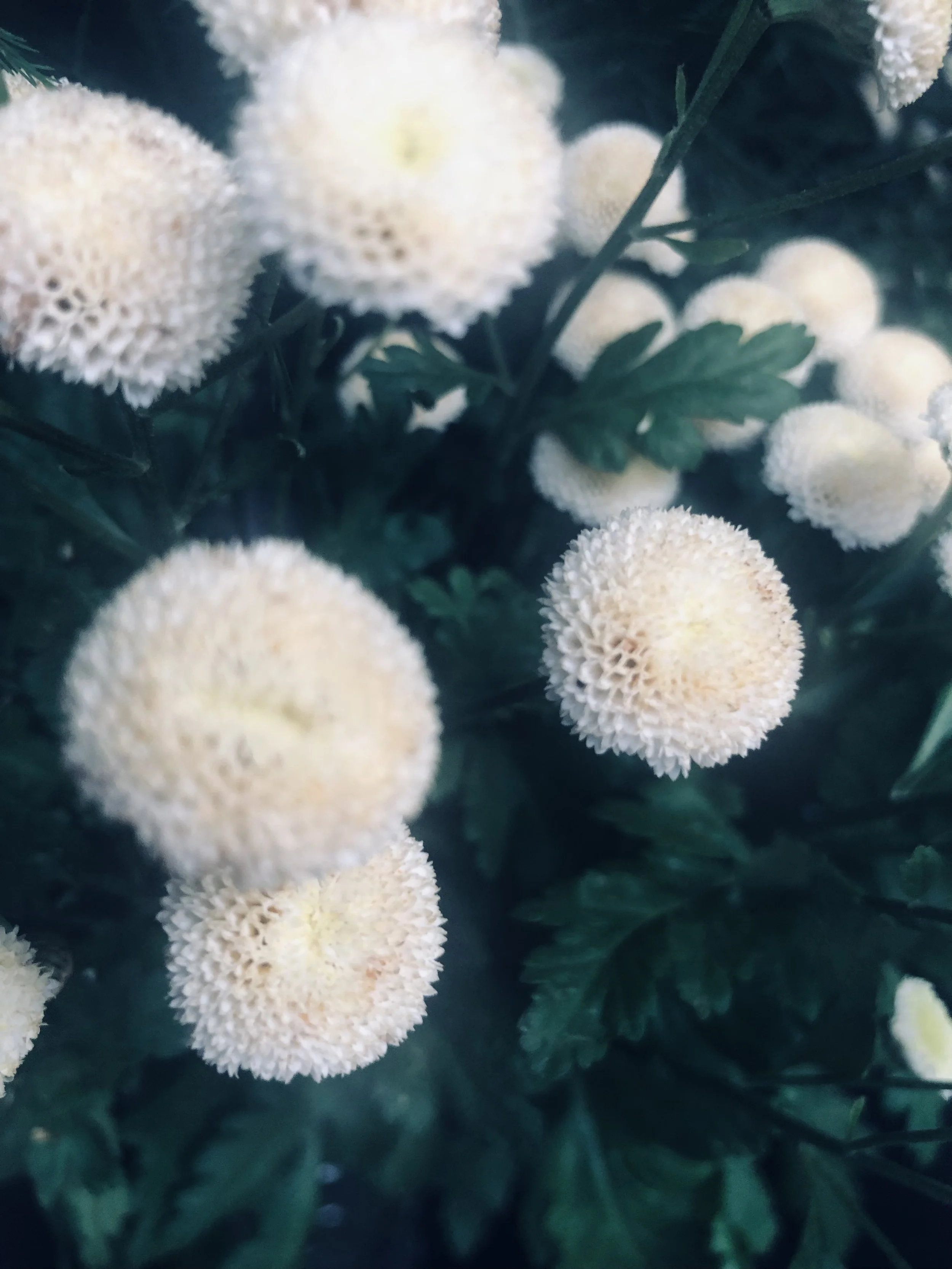 IMG_0584.jpeg