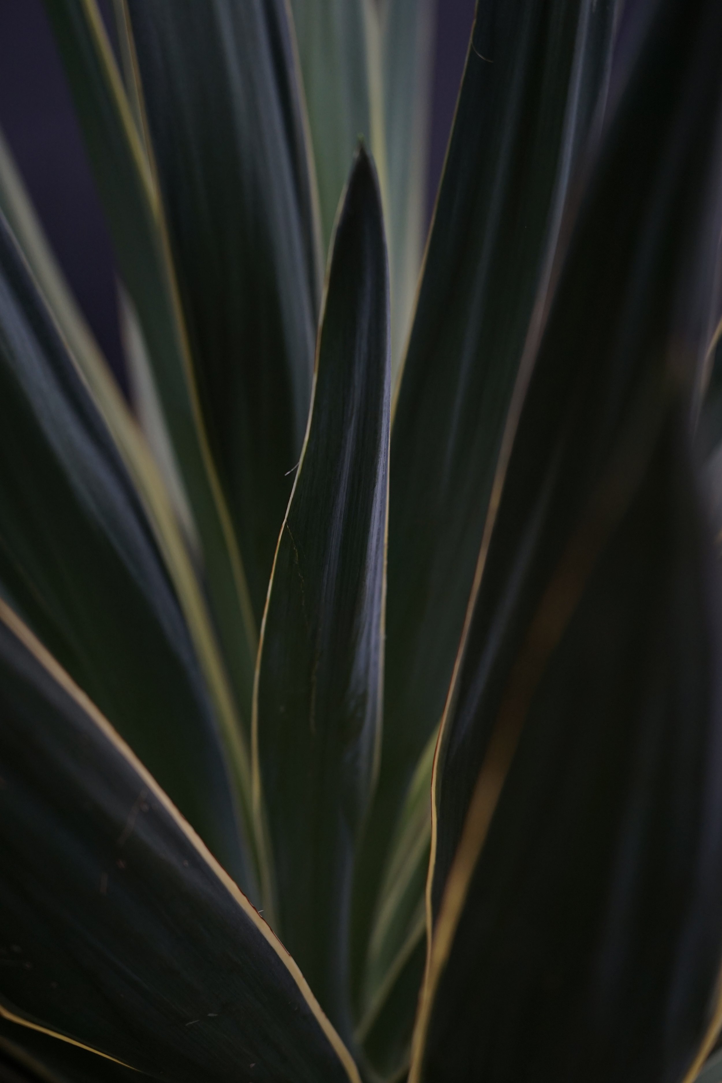 IMG_1923.jpeg
