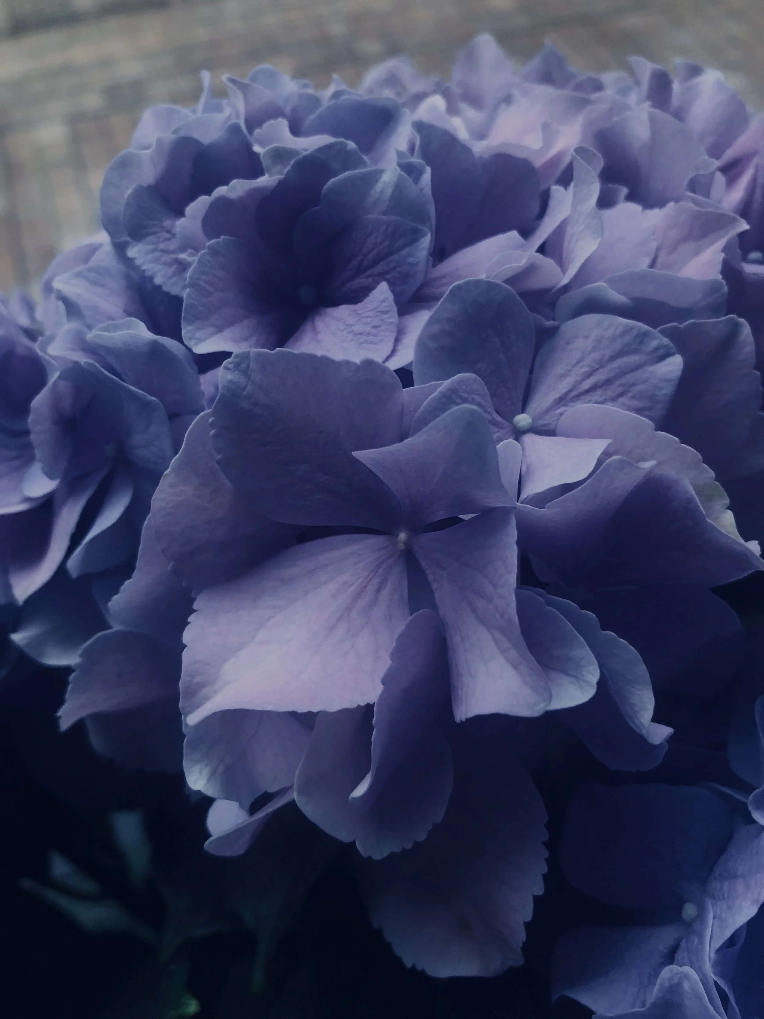 IMG_0579.jpeg