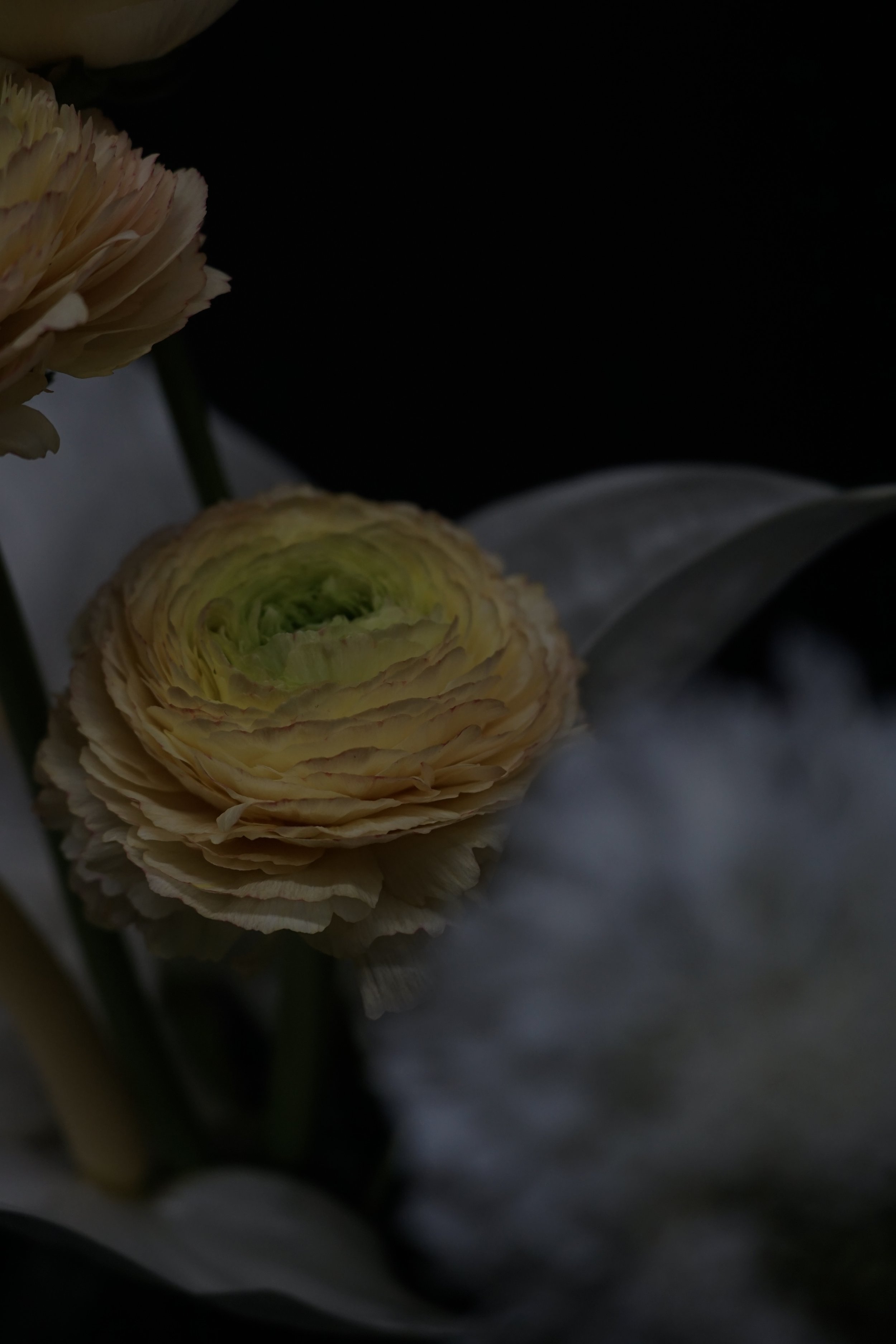 IMG_3521.jpeg