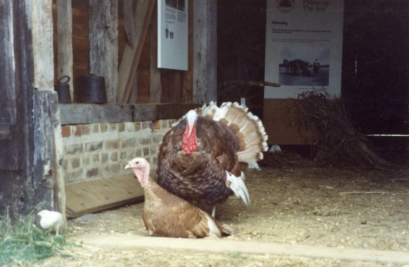 Golden buff turkeys 
