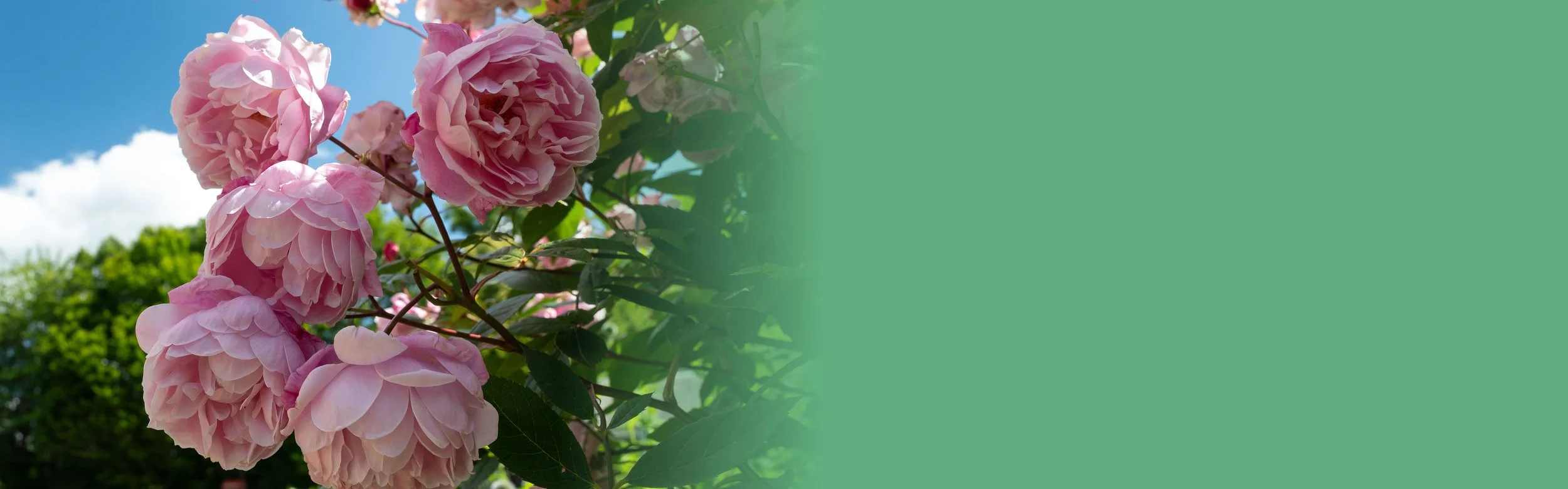A cluster of pink roses against a blue sky
