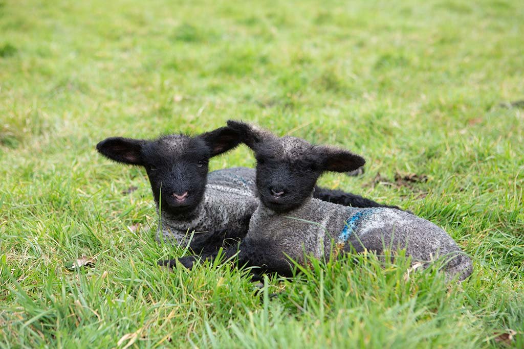 Oxford-Down-Lambs-COAM-Easter-Holidays-1024px.jpg