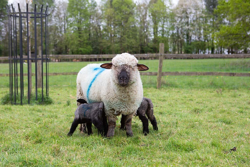 Lambing-Oxford-Down-Lambs-COAM-1024px.jpg