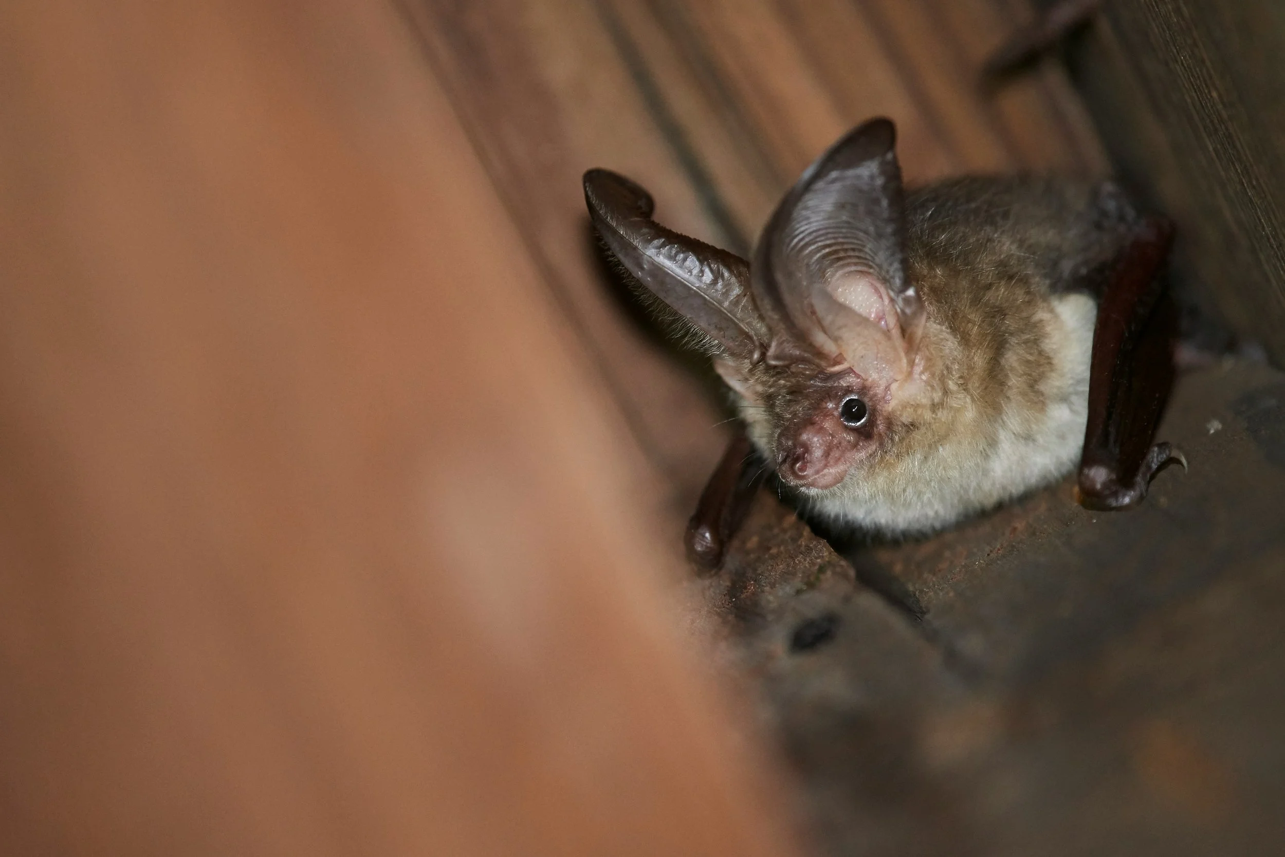 Evening Bat Walk