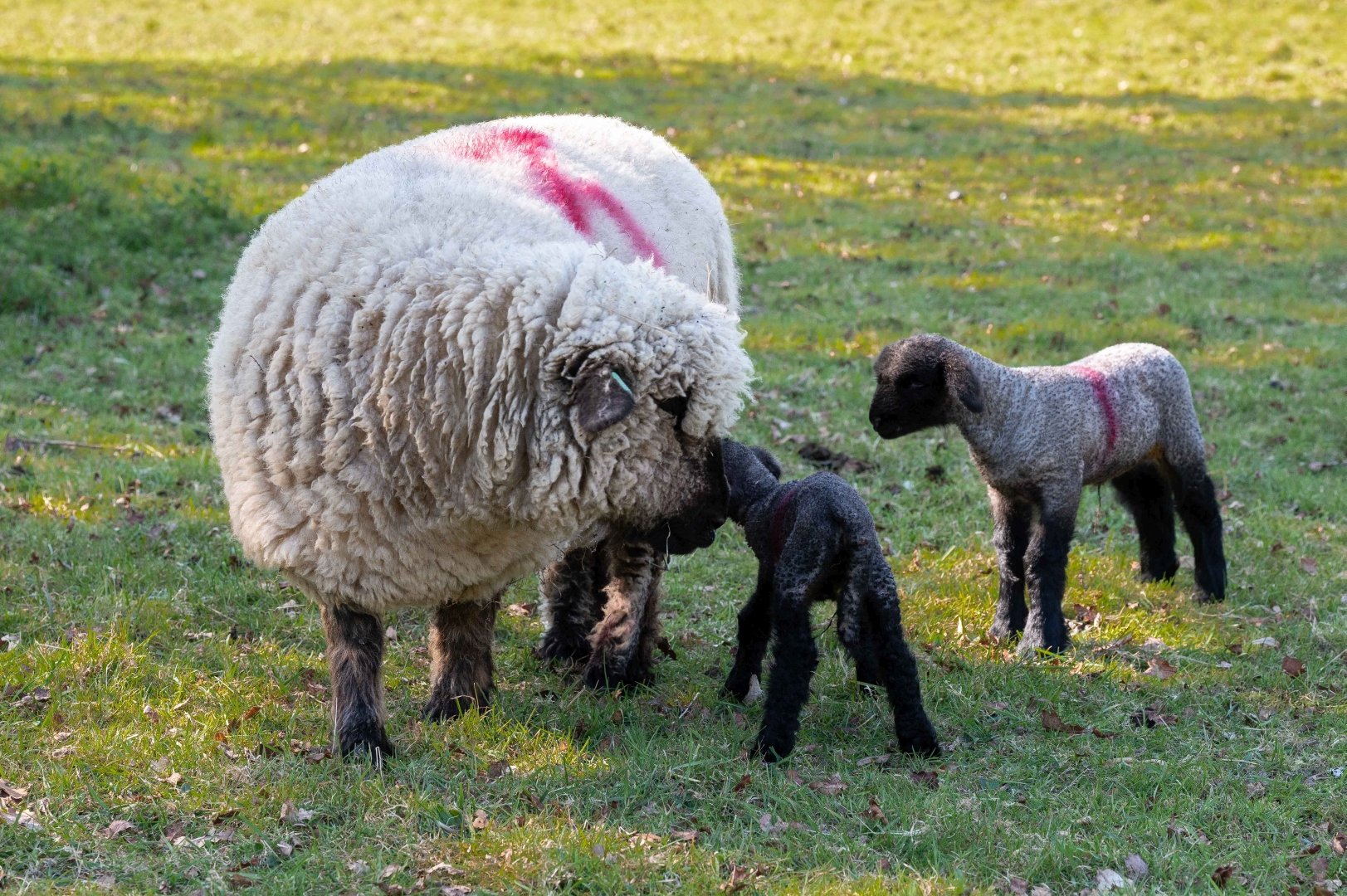 COAM Lambs Apr 2025 1920px Crafts 0002.jpg