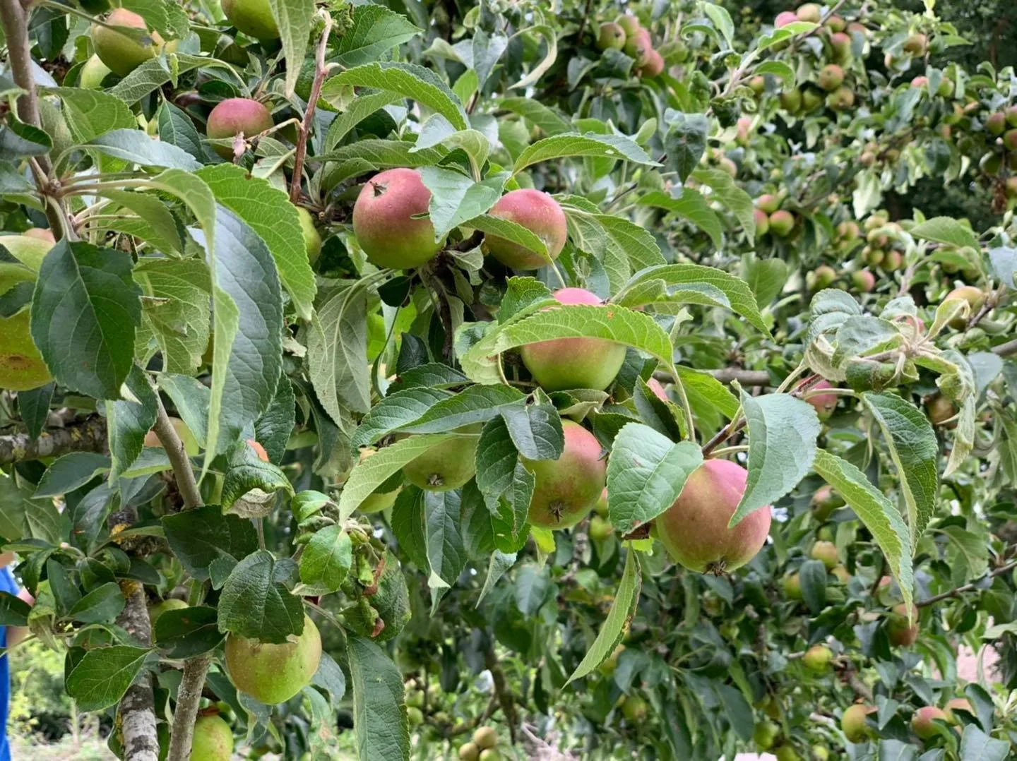 Autumn Apples: Orchards, Folklore and the Story Behind the Harvest