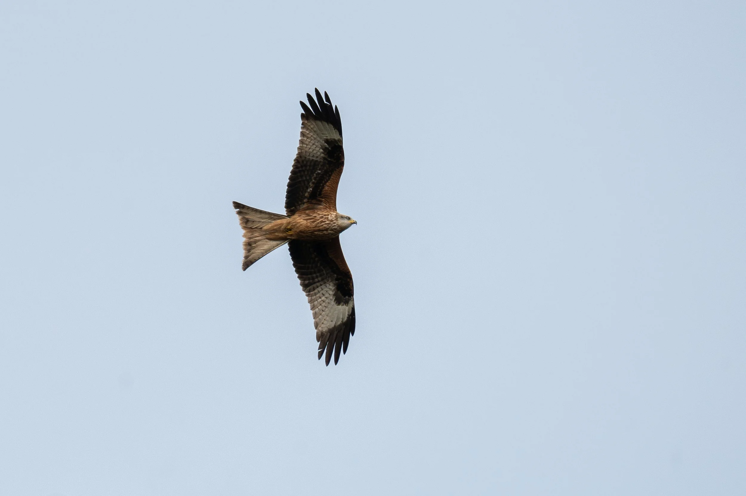 Native and Invasive Species of the Chilterns