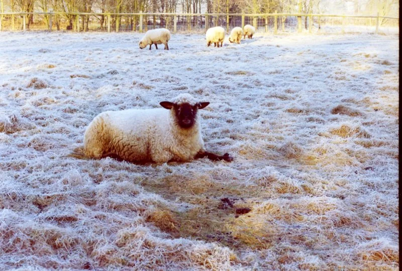 Sheep lying on frosty grass