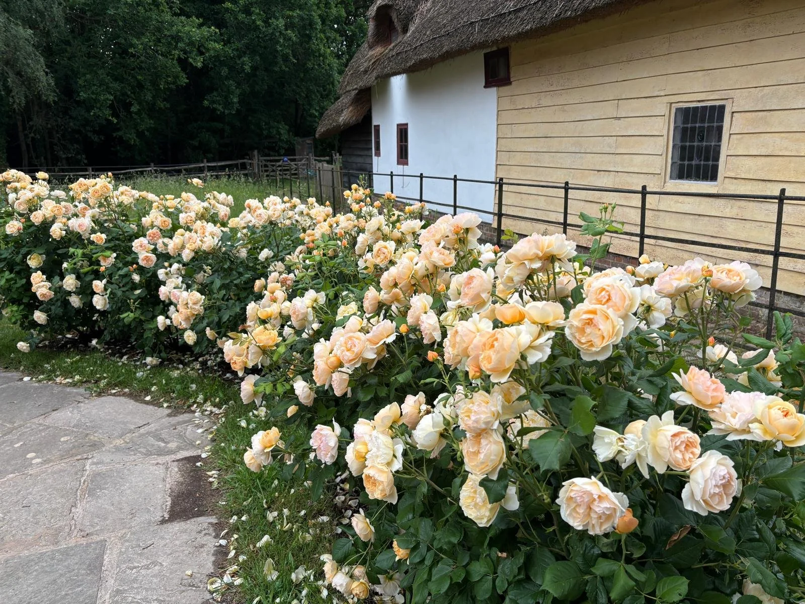'Roald Dahl' roses next to a cottage at Chiltern Open Air Museum