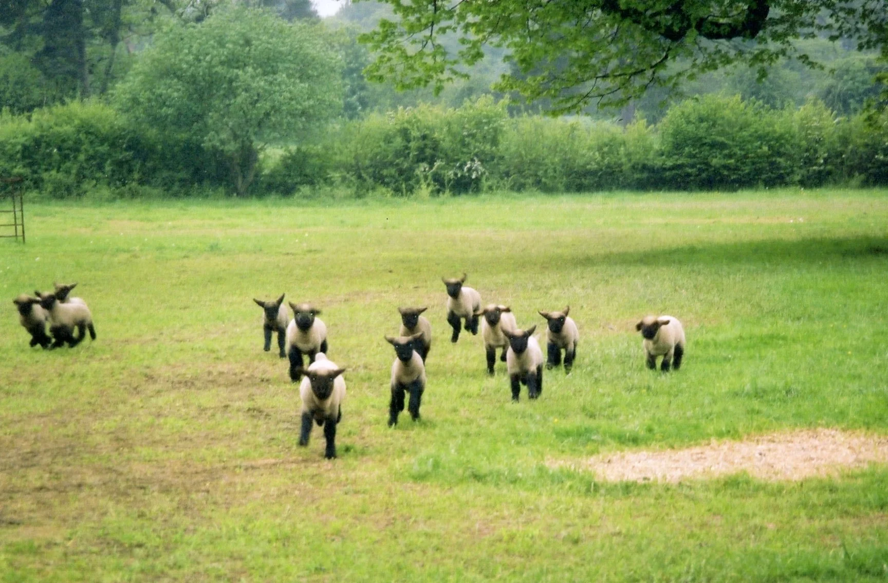 lambs running in a field