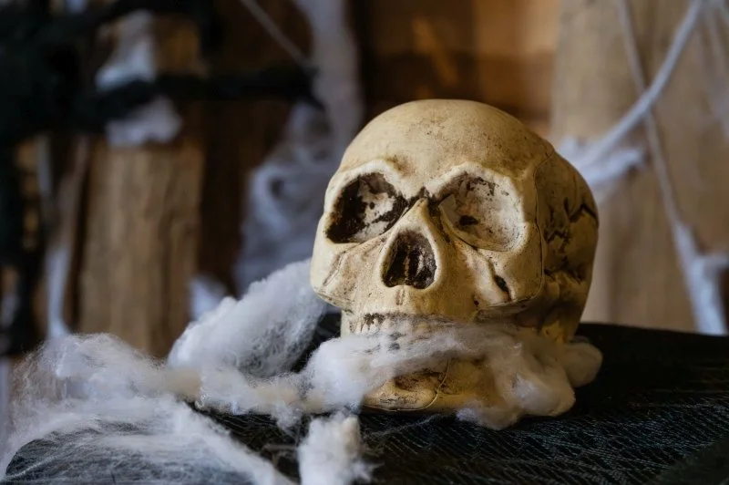 A fake skull covered in spider webs
