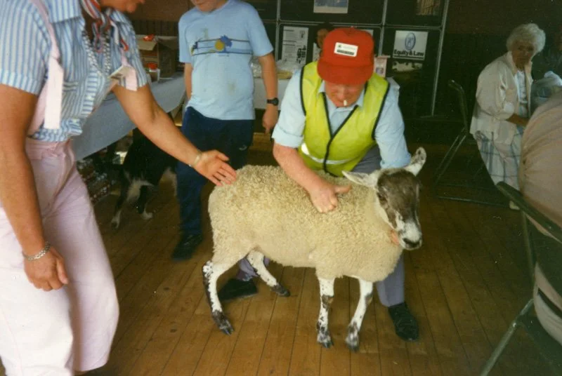 Sheep in building surrounded by people