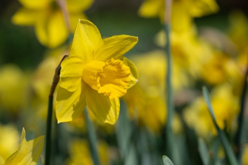 image of daffodil