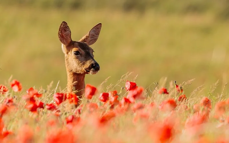 A Roe Deer pokes it's head above a field of poppies
