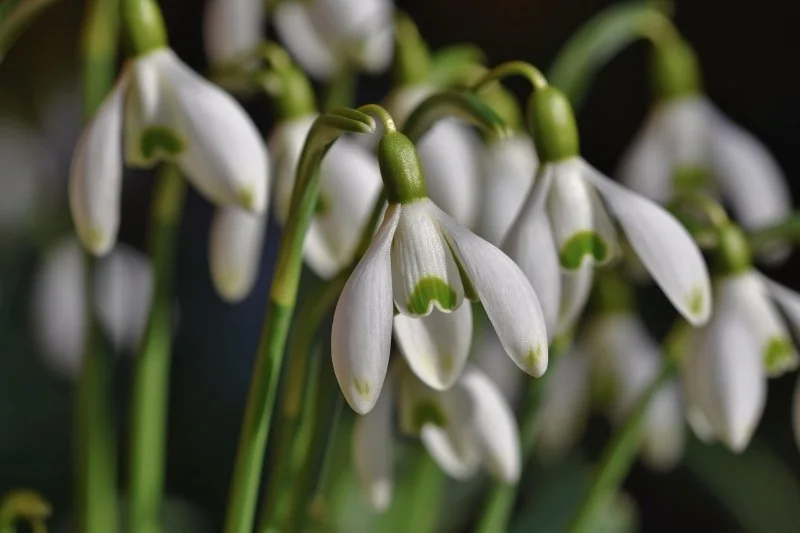A close up of snowdrop flowers