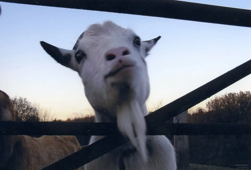 Goat sticking head through fence