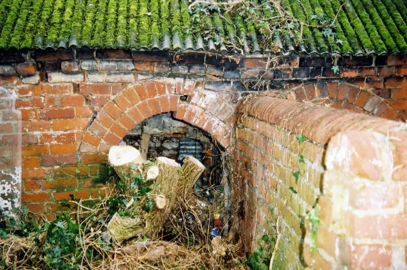 tree trunk growing into brickwall