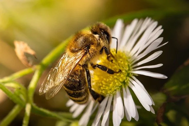 A bee sitting on a daisy flower