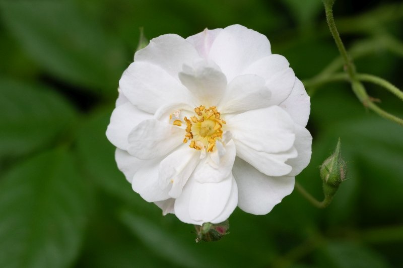 Rosa 'The Garland' at Chiltern Open Air Museum