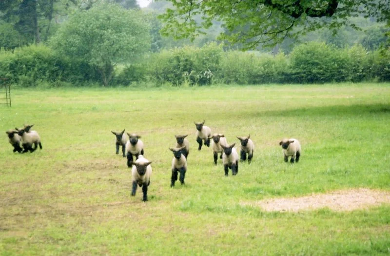 Field of lambs running 