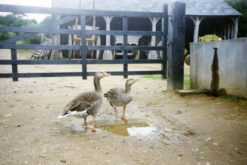 Two geese by farm gate