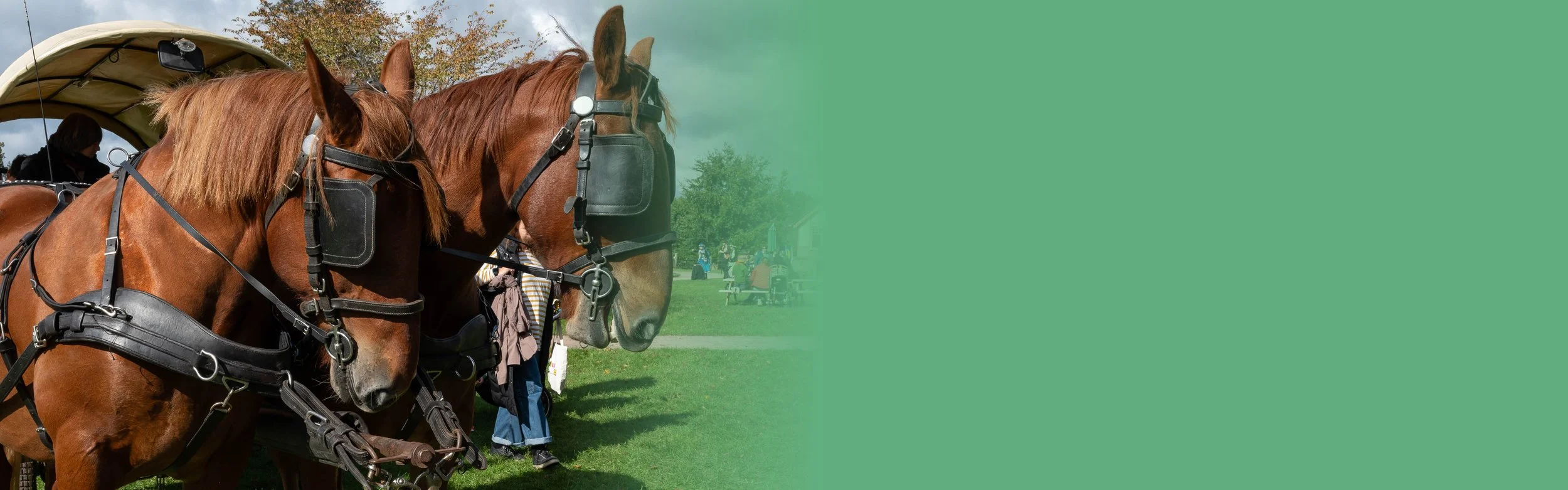 A close up of two horses pulling a traditional carriage