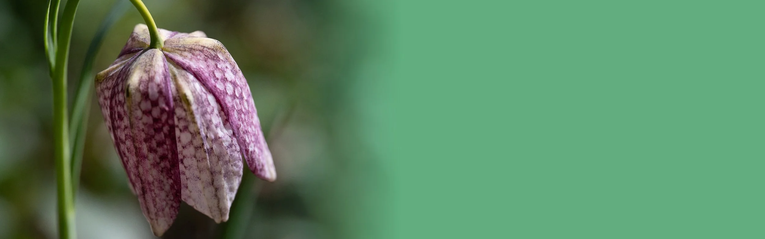 A close up of a snakes head fritillary flower
