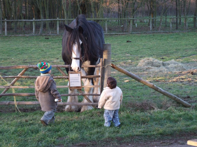 Horse behind fence with two young children in front