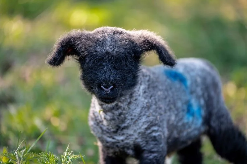 A young lamb with a black face and white coat
