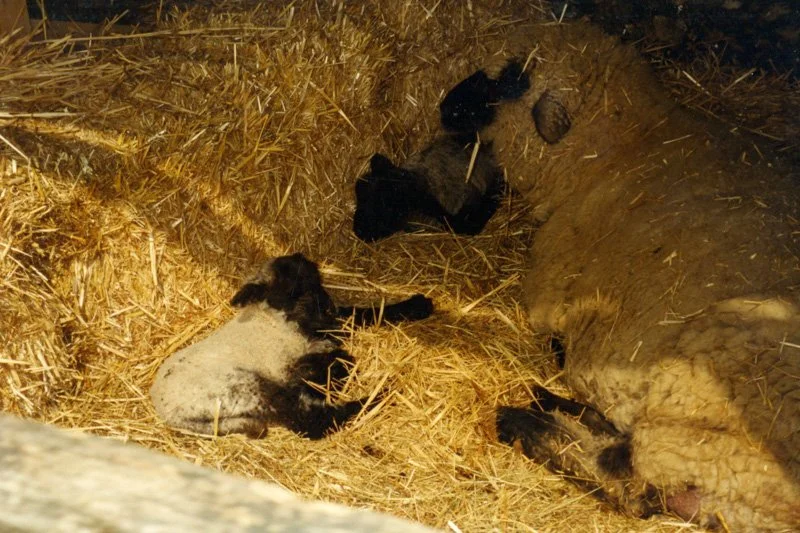 Lambs in hay