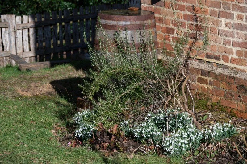 A carpet of snowdrop flowers bloom next to the brick wall of the toll house at Chiltern Open Air Museum